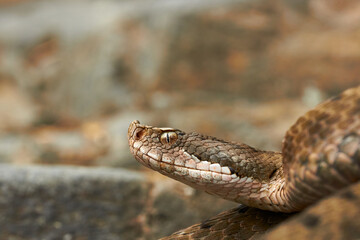 Vipera aspis on the prowl