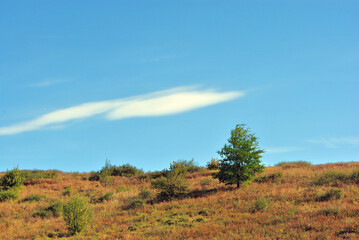 Obraz na płótnie Canvas Tree and bushes on grassy hill meadow, blue cloudy sunny sky