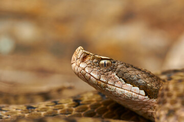 Vipera aspis close-up