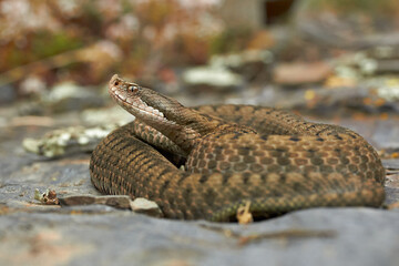 Vipera aspis at rest
