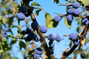 Blackthorn branches with ripe berries, sunny autumn day, close up detail, blue sky background