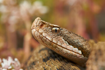 Vipera aspis detail