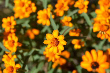 Narrowleaf zinnia