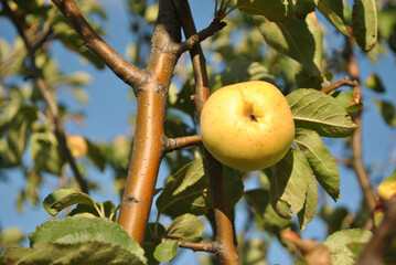 Branch with ripe yellow apple, blurry leaves and sky background, sunny day 
