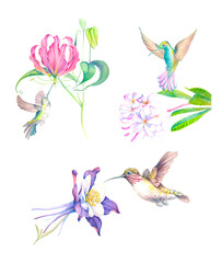 a set of watercolor illustrations of hummingbirds among exotic flowers