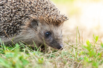 hedgehog on the grass.