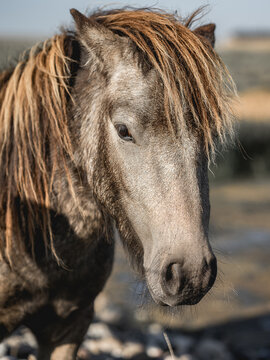 Wild horses in the field in Denmark