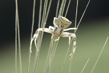crab spider