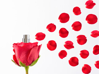 Perfume made with natural red rose spraying out the petals against white background. Minimal concept idea.