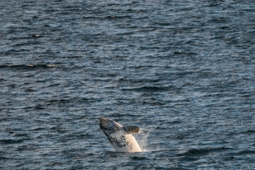 Fototapeta premium Sohutern right whale jumping, endangered species, Patagonia,Argentina