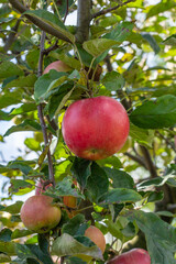 Apples on branches of tree in the orchard.
