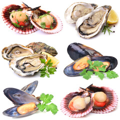Scallop oysters and mussels on white background