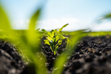 Growing young green corn seedling sprouts in cultivated agricultural farm field, shallow depth of field. Agricultural scene with corn's sprouts in earth closeup.