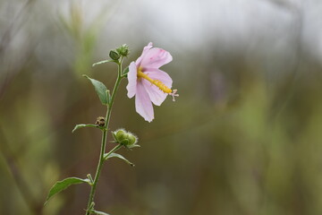 swamp marsh mallow rear view