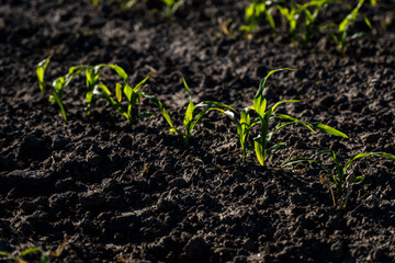 Rows of corn sprouts beginning to grow. Young corn seedlings growing in a soil. Agricultural concepts.