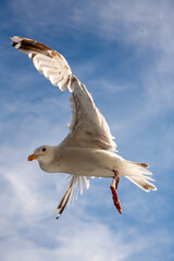 Möwe im Flug, nahe bei