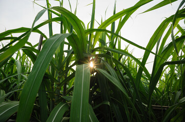 Obraz premium Sugarcane plants growing under sky