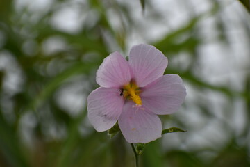 swamp marsh mallow rear view