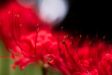 彼岸花 / Red spider lily