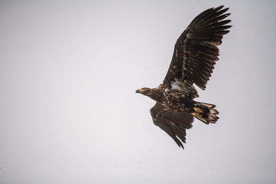 Adlerbeobachtungen während einer Adler Safari auf den Lofoten