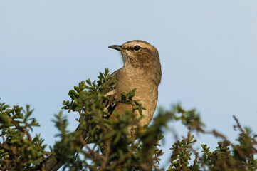 Patagonian Mockingbird, Peninsula Valdes,Patagonia, Argentina