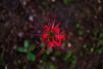 彼岸花 / Red spider lily