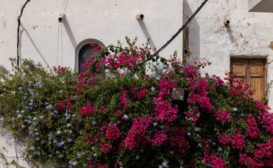 Fototapeta na wymiar Bougainvillea plant against wall with windows in small town of South of Spain.