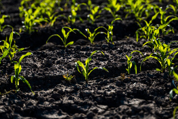 Close up seeding maize plant, Green young corn maize plants growing from the soil. Agricultural scene with corn's sprouts in earth closeup.