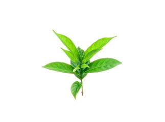 Gardenia plant or Cape Jasmine leaf on white background