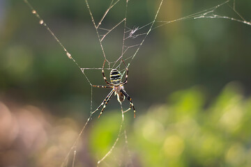 spider on a web