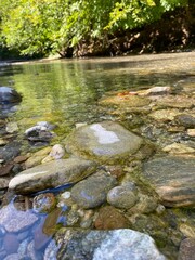 river in the forest