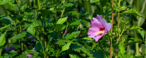 hibiscus syriacus flower on a sunny day.