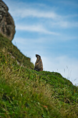 Marmot in the grass in the Swiss mountains 