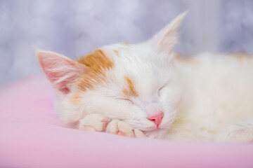 Sweetly sleeping white with red spots kitten on a soft pink bed