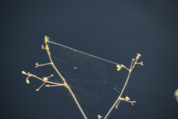 Morning spider web on a wildflower in the swamp
