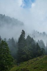 Fog in the fir forest in the mountains 