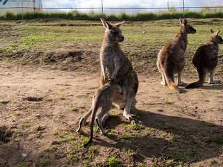 カンガルーの子供　お母さんの袋に入ろうとする