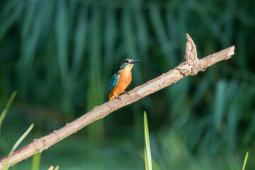 Common Kingfisher Alcedo atthis hunting by the river, beautiful colorful bird sitting on the branch and hunting fish, catching fish