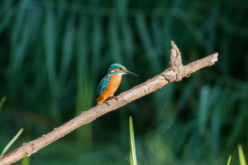 Common Kingfisher Alcedo atthis hunting by the river, beautiful colorful bird sitting on the branch and hunting fish, catching fish