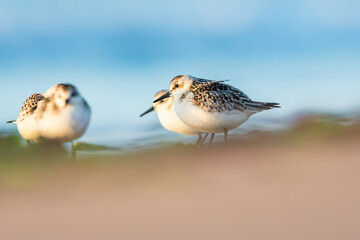 Sanderling, Calidris alba in environment, Devon, England, Europe