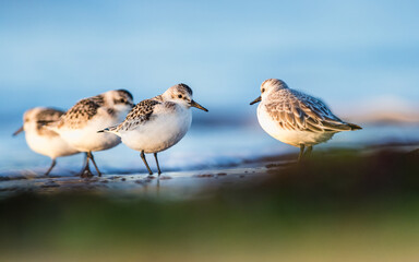 Sanderling, Calidris alba in environment, Devon, England, Europe