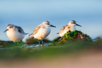 Sanderling, Calidris alba in environment, Devon, England, Europe