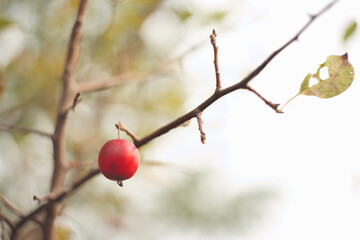 和林檎 / Malus asiatica