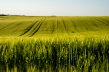 Young green barley growing in agricultural field in spring. Unripe cereals. The concept of agriculture, organic food. Barleys sprout growing in soil. Close up on sprouting barley in sunset.