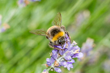 The large garden bumblebee (Bombus ruderatus) on the flower.