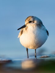 Sanderling, Calidris alba in environment, Devon, England, Europe