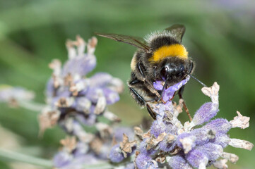 Bumblebee on purple lavender flowers in Poland.