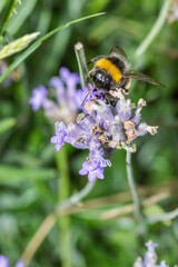 Bumblebee (or bumble bee, bumble-bee, or humble-bee) in Poland.