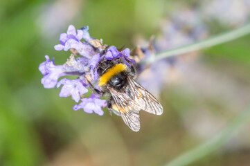Top view on bumblebee collect nectar from the flower.