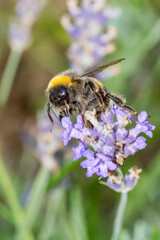 Bumblebee collect nectar from the lavender flower.